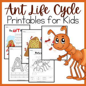 Ant Life Cycle Activities