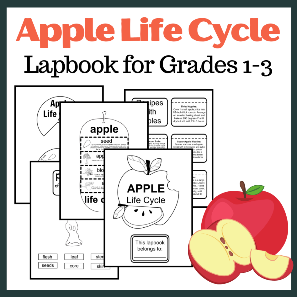life-cycle-of-an-apple-worksheet