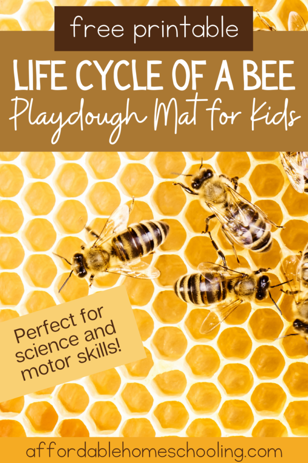 Free Printable Bee Life Cycle Playdough Mat for Kids