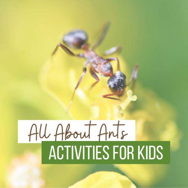 Awesome Ant Activities for Kids of All Ages