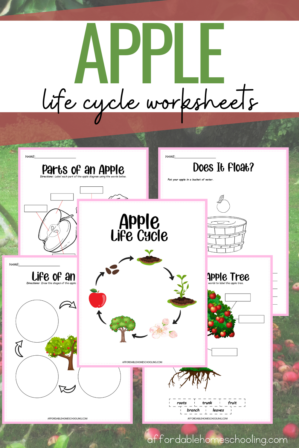 Free Printable Apple Life Cycle Worksheets for Kids