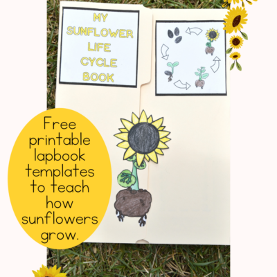 Life Cycle of a Sunflower Printable