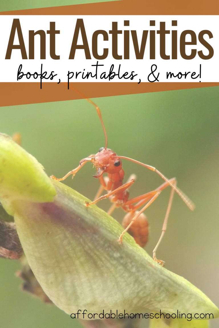 Ant Activities for Kids