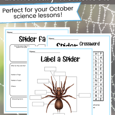 Spider Science Activities