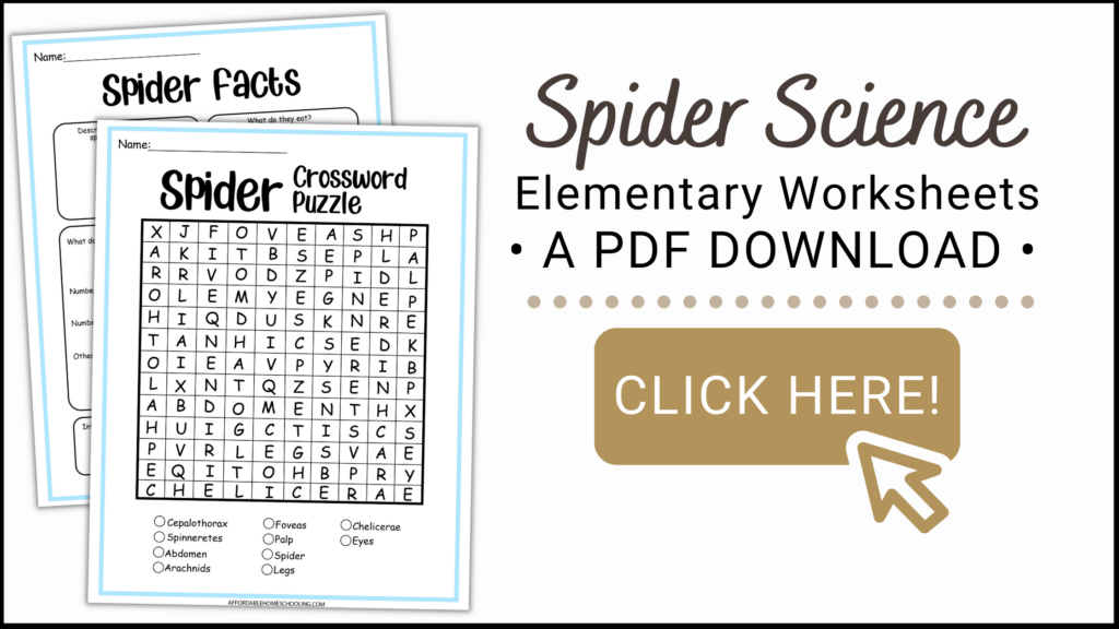 printable-spider-science-activities-for-elementary-grades