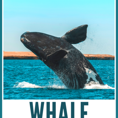 Whale Movies for Kids