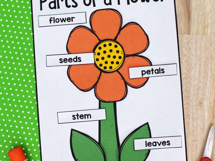 Image for Parts of a Flower Craft