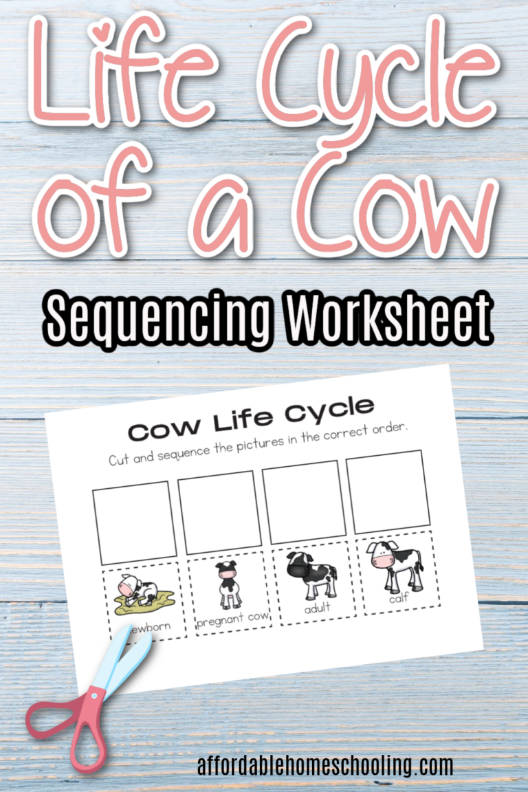 Life Cycle of a Cow Worksheet