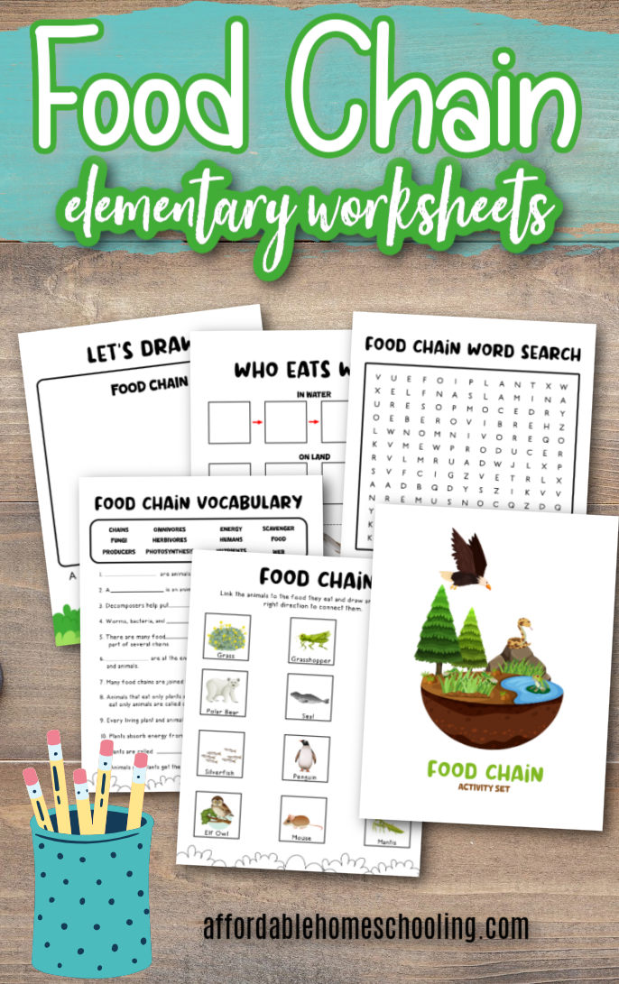 Food Chain Worksheets for Kids