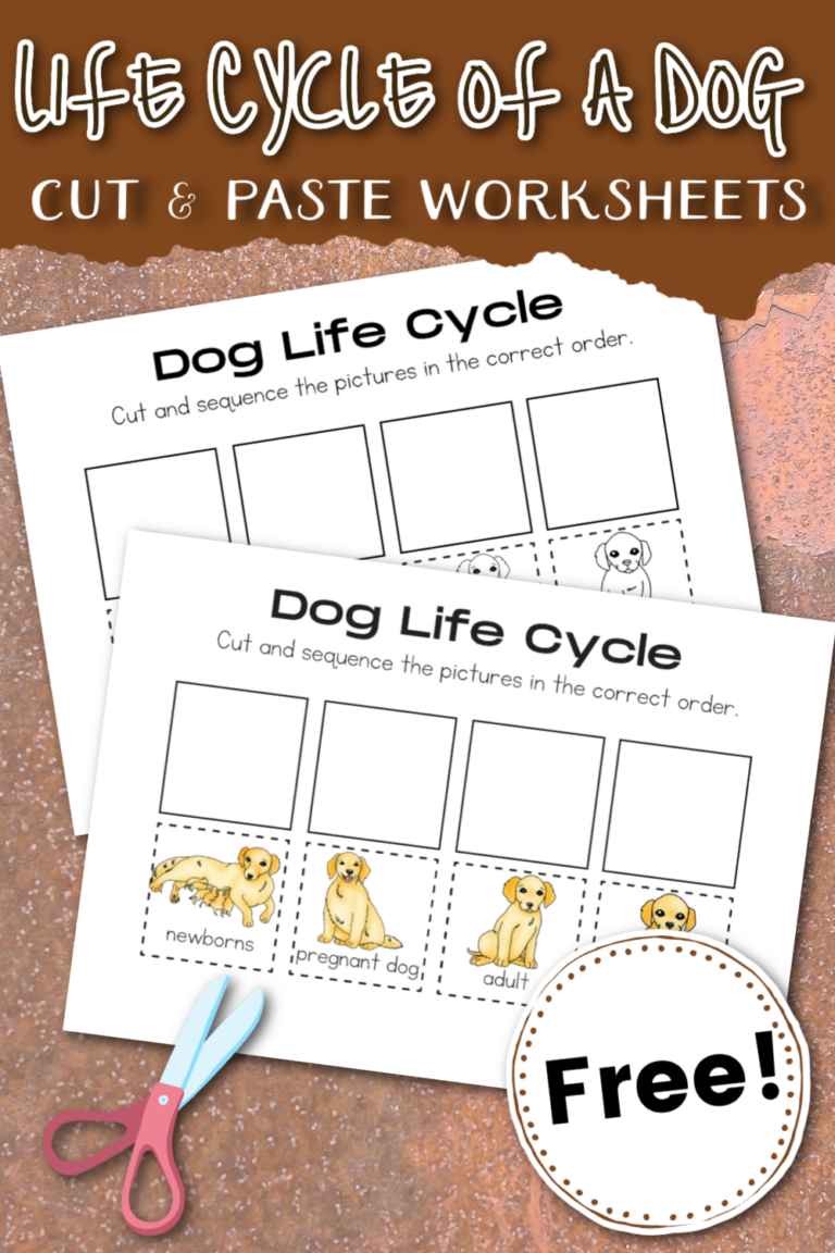 Life Cycle of a Dog Worksheet