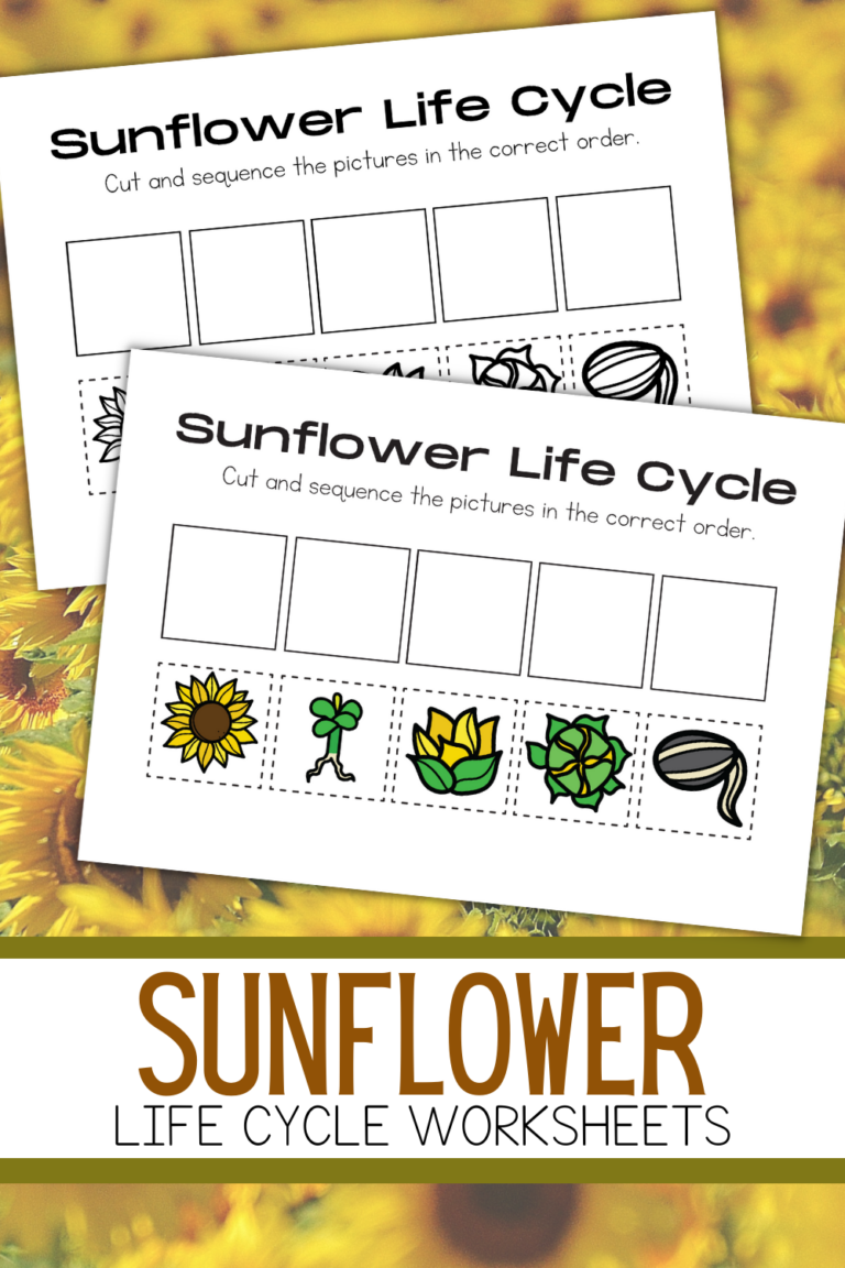 Sunflower Life Cycle