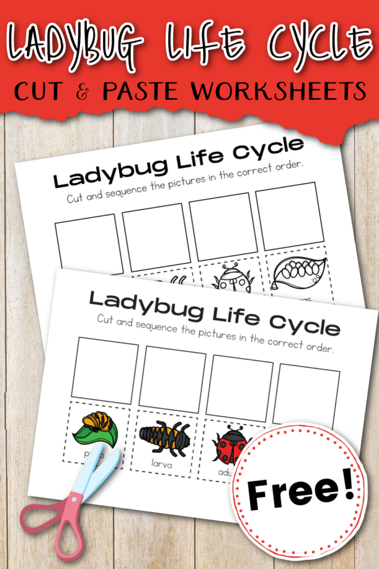 Life Cycle of a Ladybug Worksheet