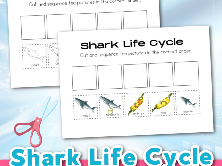 Image for Printable Life Cycle of a Shark for Kids