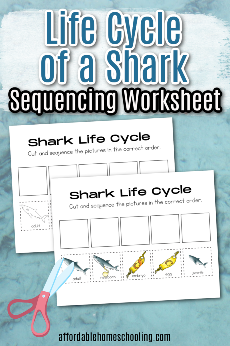 Life Cycle of a Shark for Kids