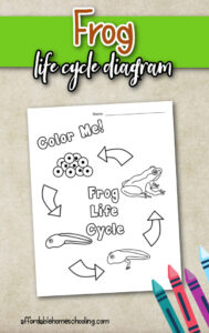 Free Printable Frog Life Cycle Worksheet