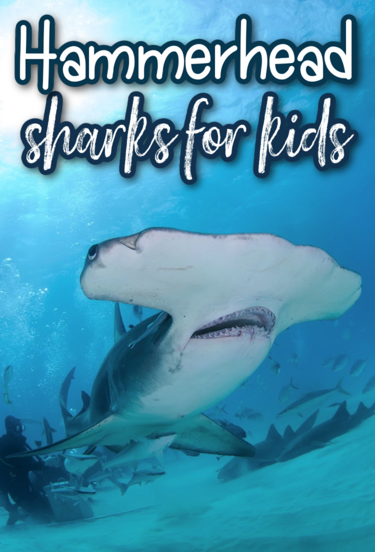 Hammerhead Sharks for Kids