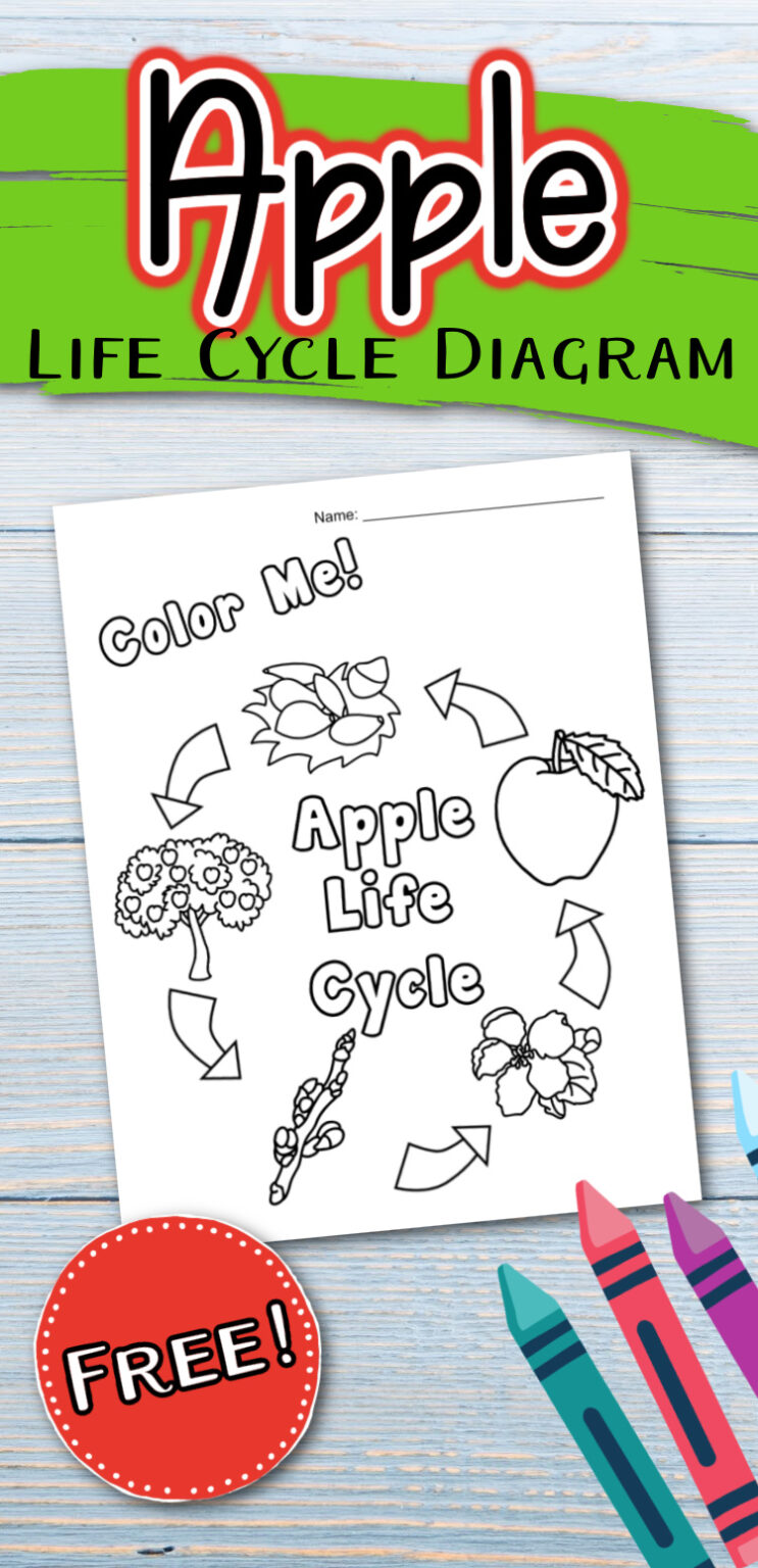 Free Apple Life Cycle Printable for Kids