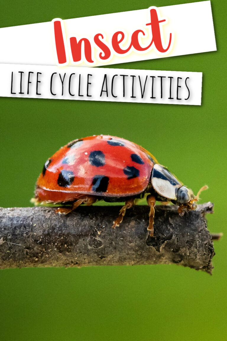 Insect Life Cycle Activities