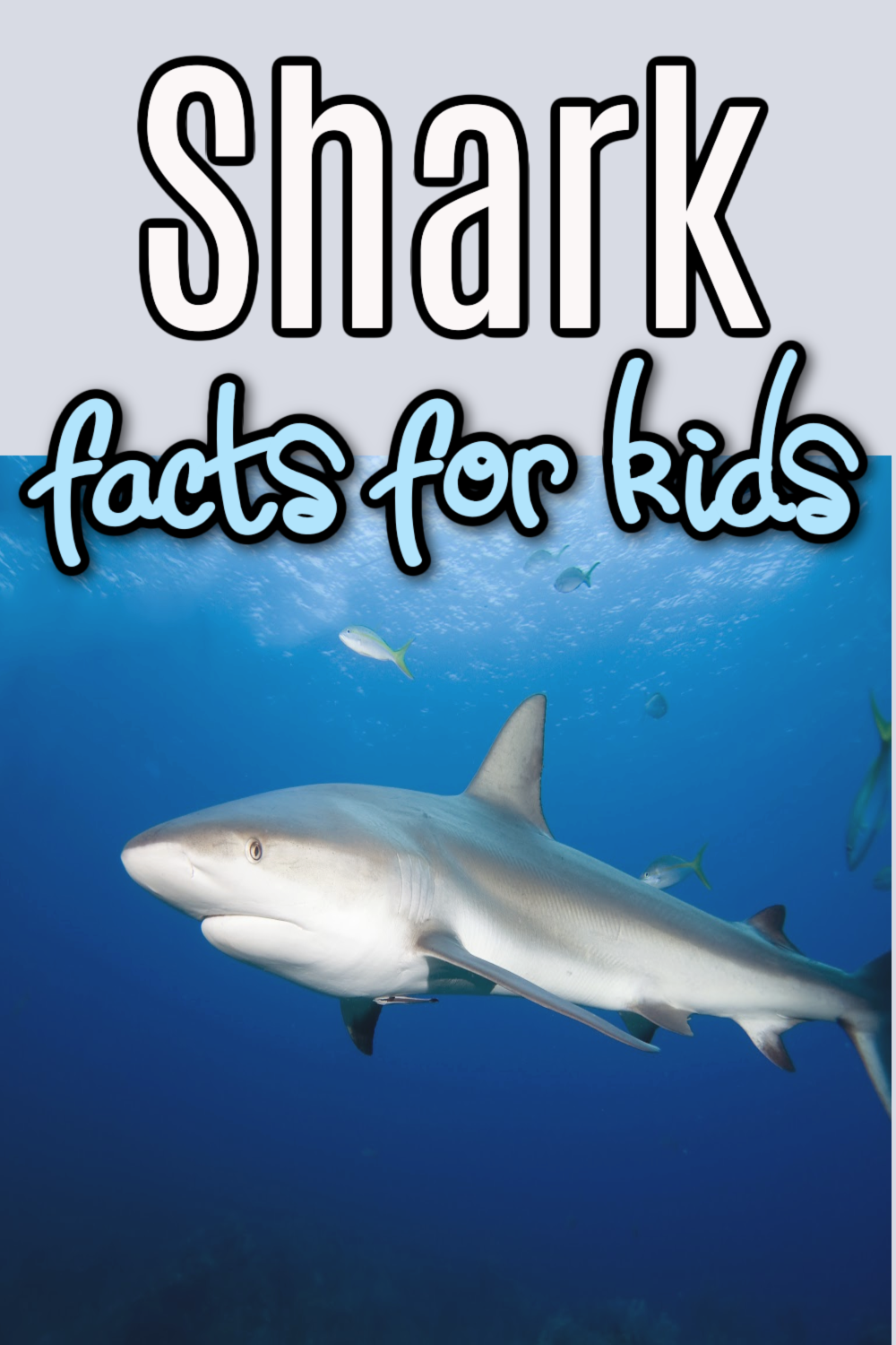 Fun Facts About Sharks For Kids