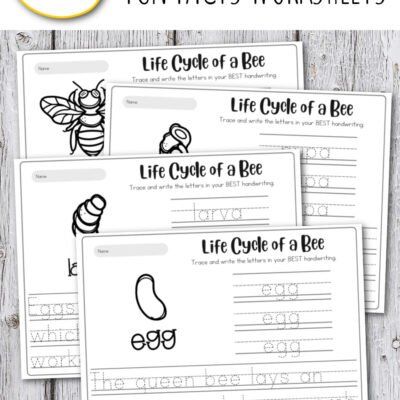 Life Cycle of a Bee Worksheets