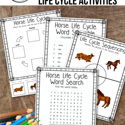 Horse Life Cycle for Kids