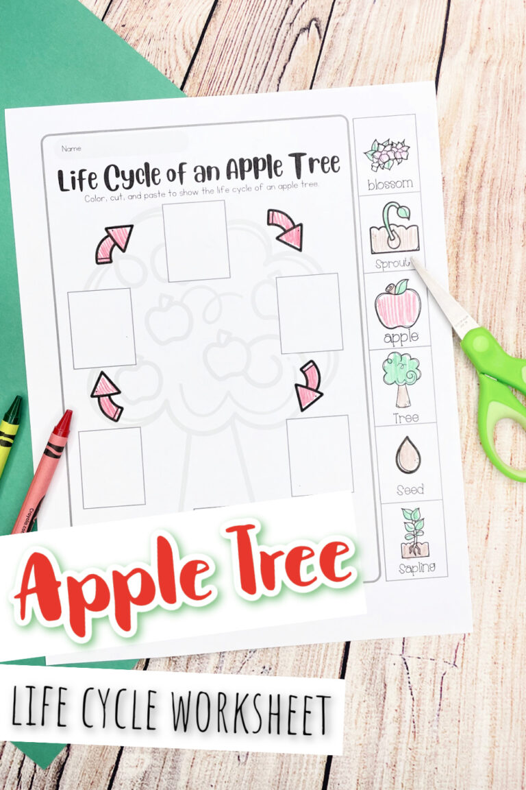 The Life Cycle of an Apple Tree
