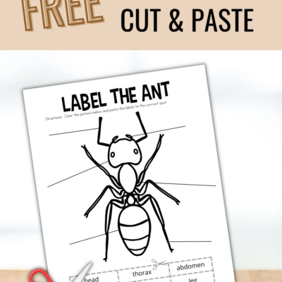 Ant Body Parts Worksheet
