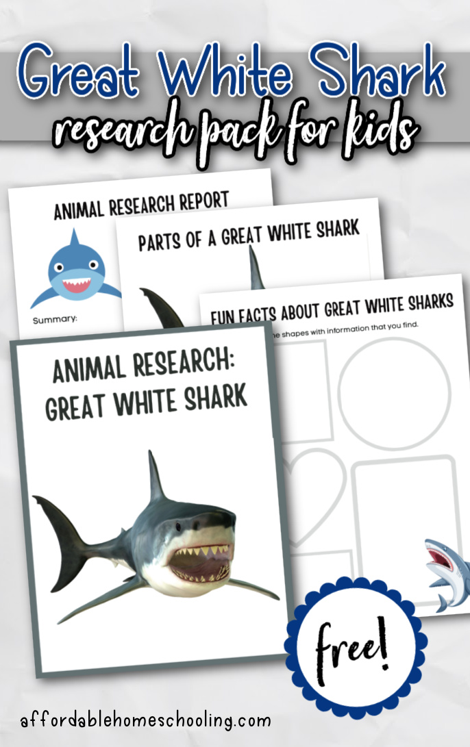 Great White Shark for Kids
